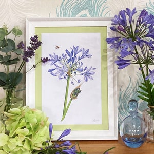 Watercolour Blue Agapanthus Art Print | A5/A4/A3 | Wall Art | Illustration | Flowers | Garden | African Lily