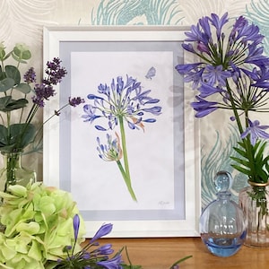 Watercolour Blue Agapanthus Art Print | A5/A4/A3 | Wall Art | Illustration | Flowers | Garden | African Lily