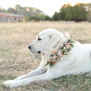 Wedding dog collar flower accessory made with preserved blush roses, dried greenery, and pampas accents. Handmade boho floral collar for pets, matching GulFloraWedding bouquets and decor.