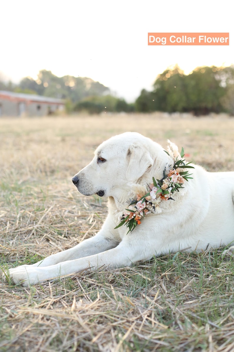 Wedding dog collar flower accessory made with preserved blush roses, dried greenery, and pampas accents. Handmade boho floral collar for pets, matching GulFloraWedding bouquets and decor.
