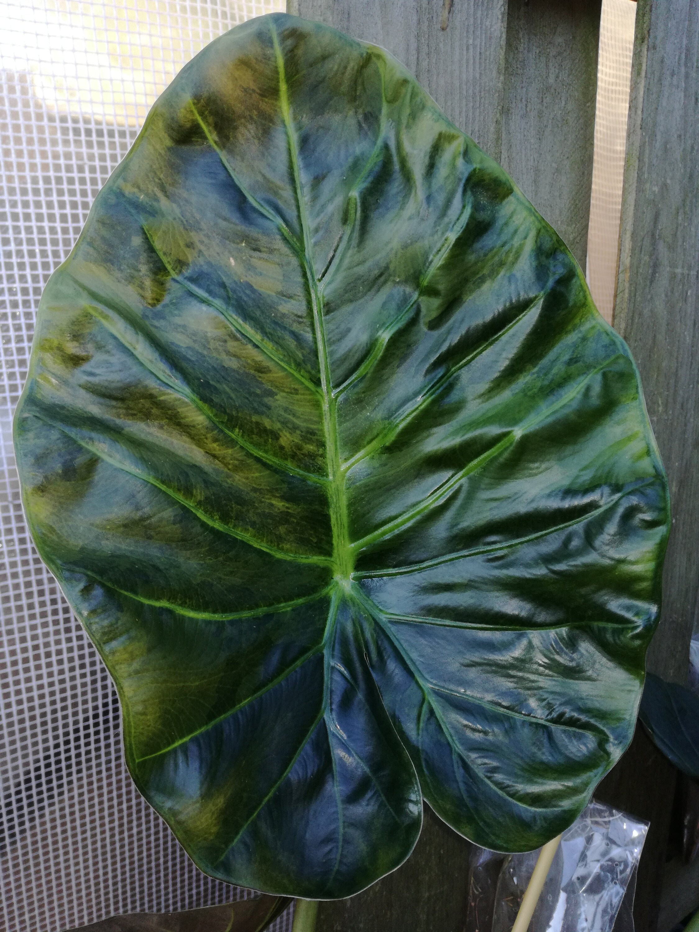 Alocasia 