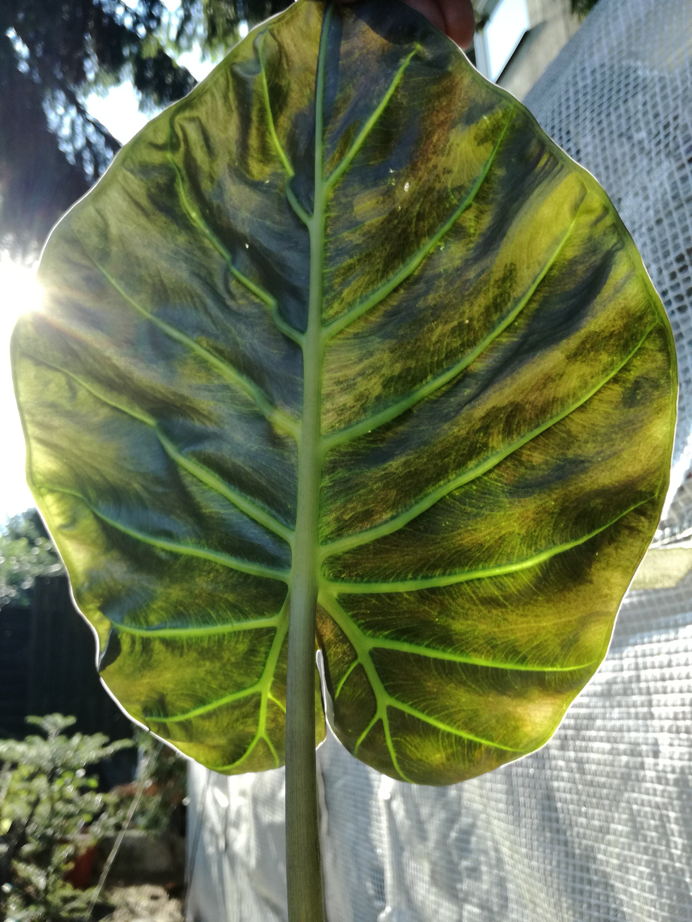 Alocasia 