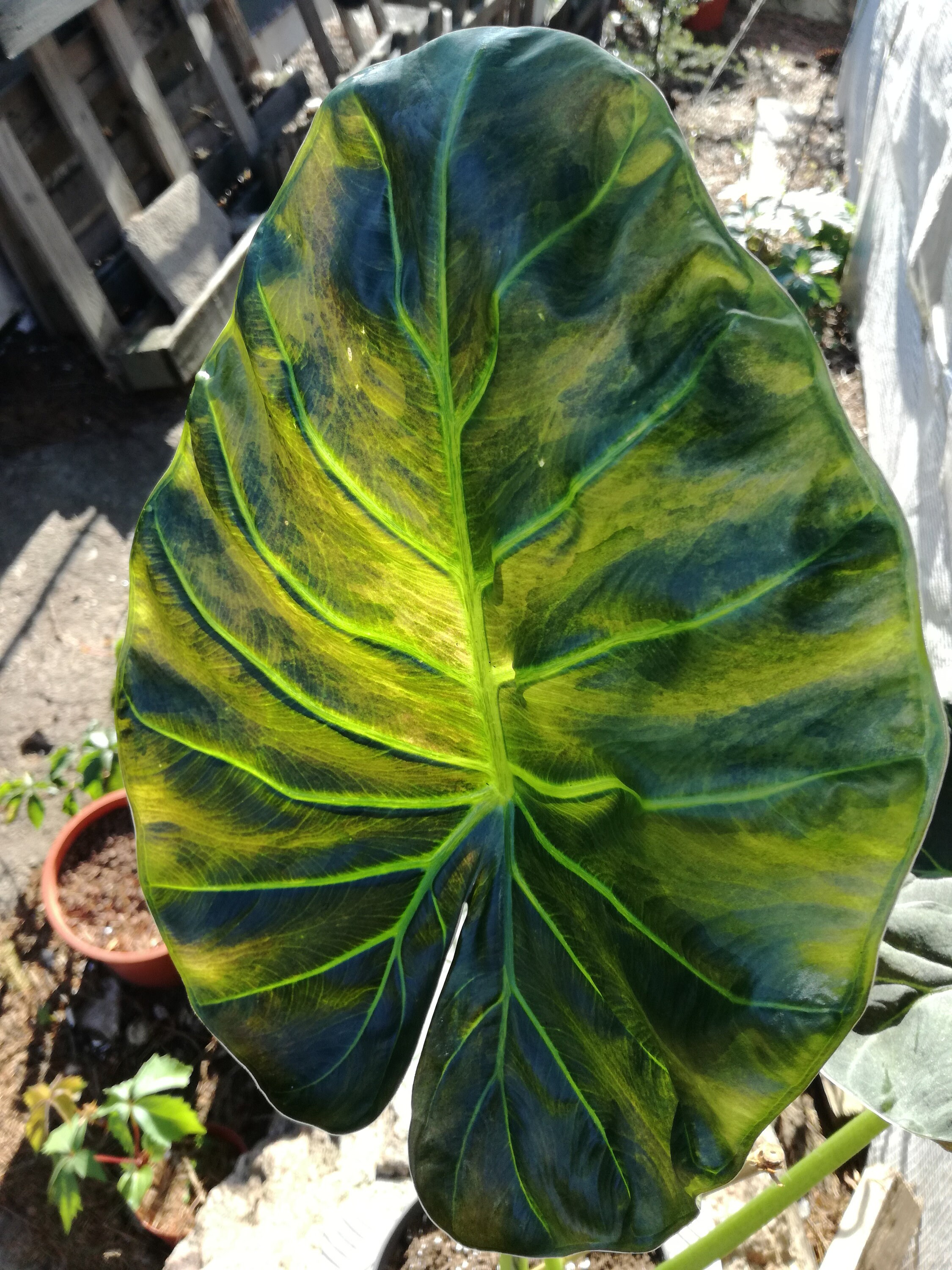 Alocasia 