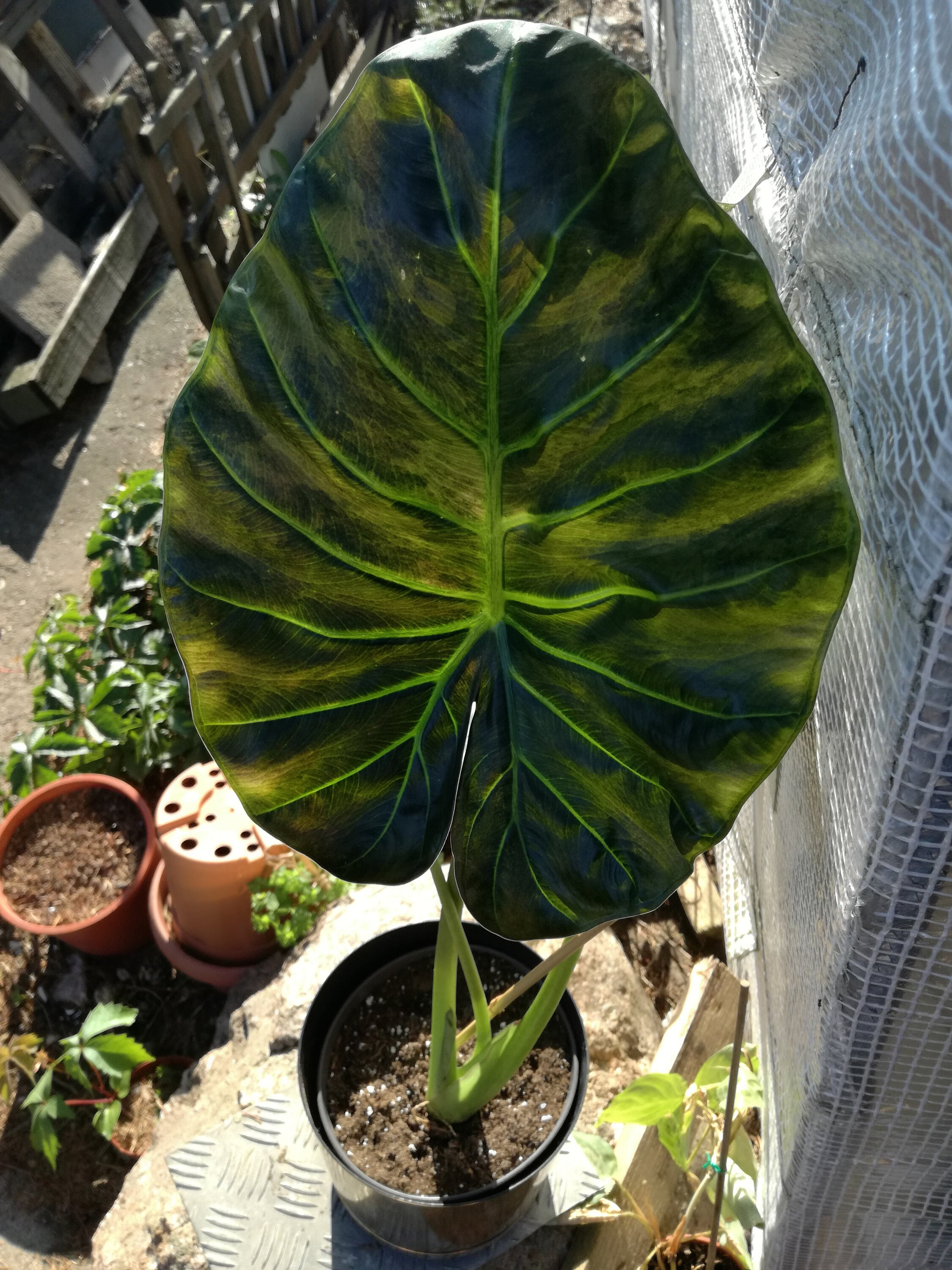 Alocasia 