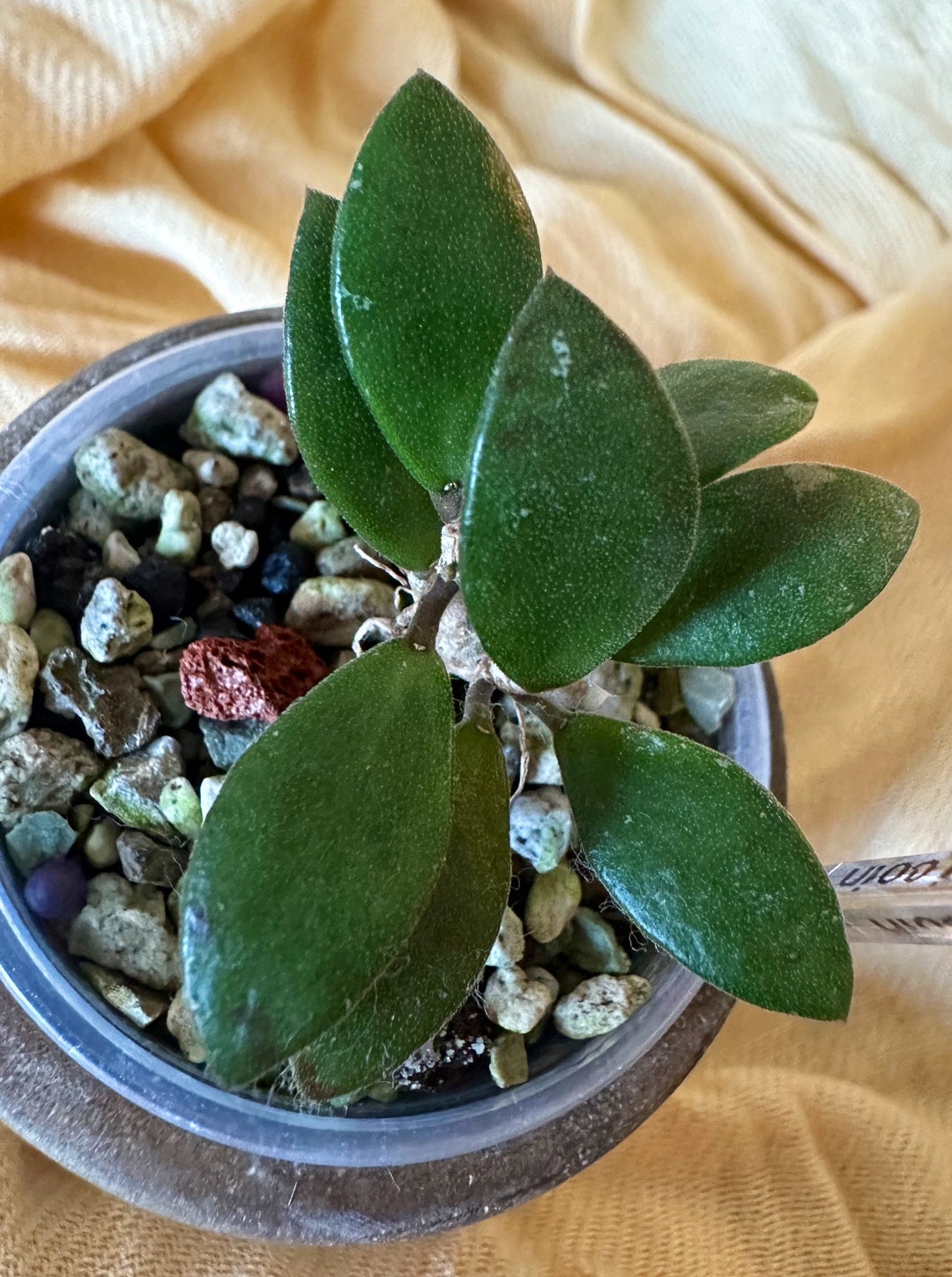 Hoya Sp Kalimantan Mini Coin - Etsy