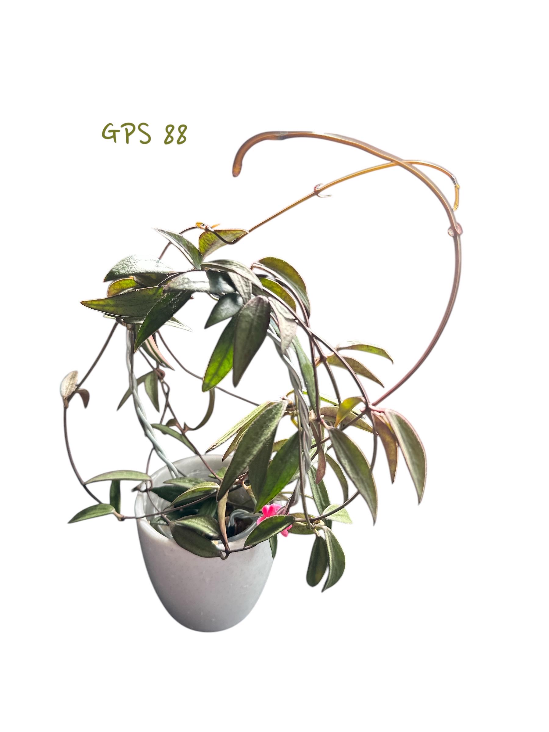 38-kt no HOYA　Glowbe Glowbe（38-kT no HOYA） - CAMPHILLS ONLINE SHOP