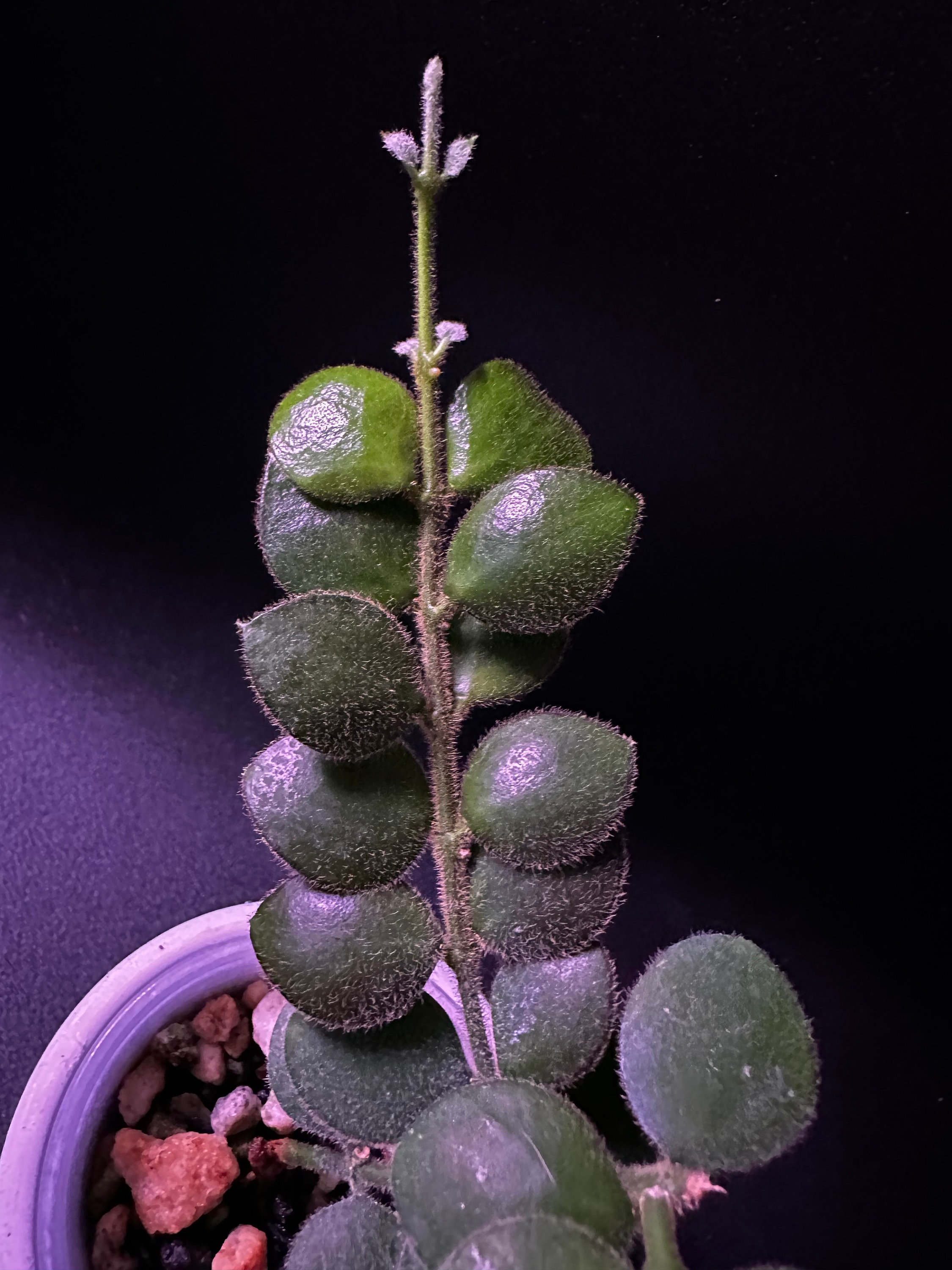 Hoya Aeschynanthoides - Etsy