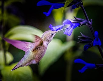 Hummingbird and Blue Flower Art Print: Canvas, Metal, or Acrylic