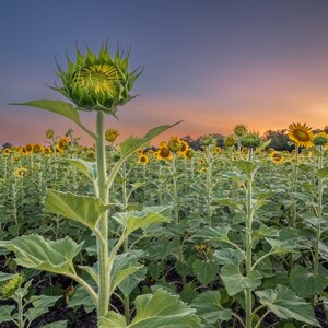 Sunflower Field Sunset Photo Canvas: Golden Hour Flower Print