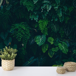 Tropische natuur met Monstera bladeren in een donkere jungle achtergrondbehang, schil en plak donkergroene bladeren behang, natuurpapier afbeelding 8