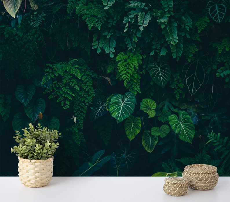 Tropische natuur met Monstera bladeren in een donkere jungle achtergrondbehang, schil en plak donkergroene bladeren behang, natuurpapier afbeelding 8