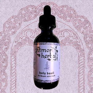 HEILIGE BASILIKUM, Ocimum sanctum, gemäßigter Tulsi, Frischpflanze, einfach, organisch, 2 Unze
