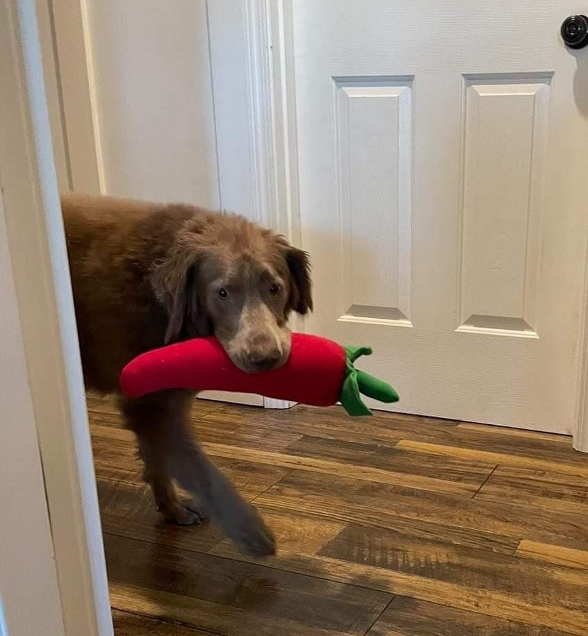 Handmade 15 Chile Pepper Dog Toy Stuffed Plush Toy Etsy