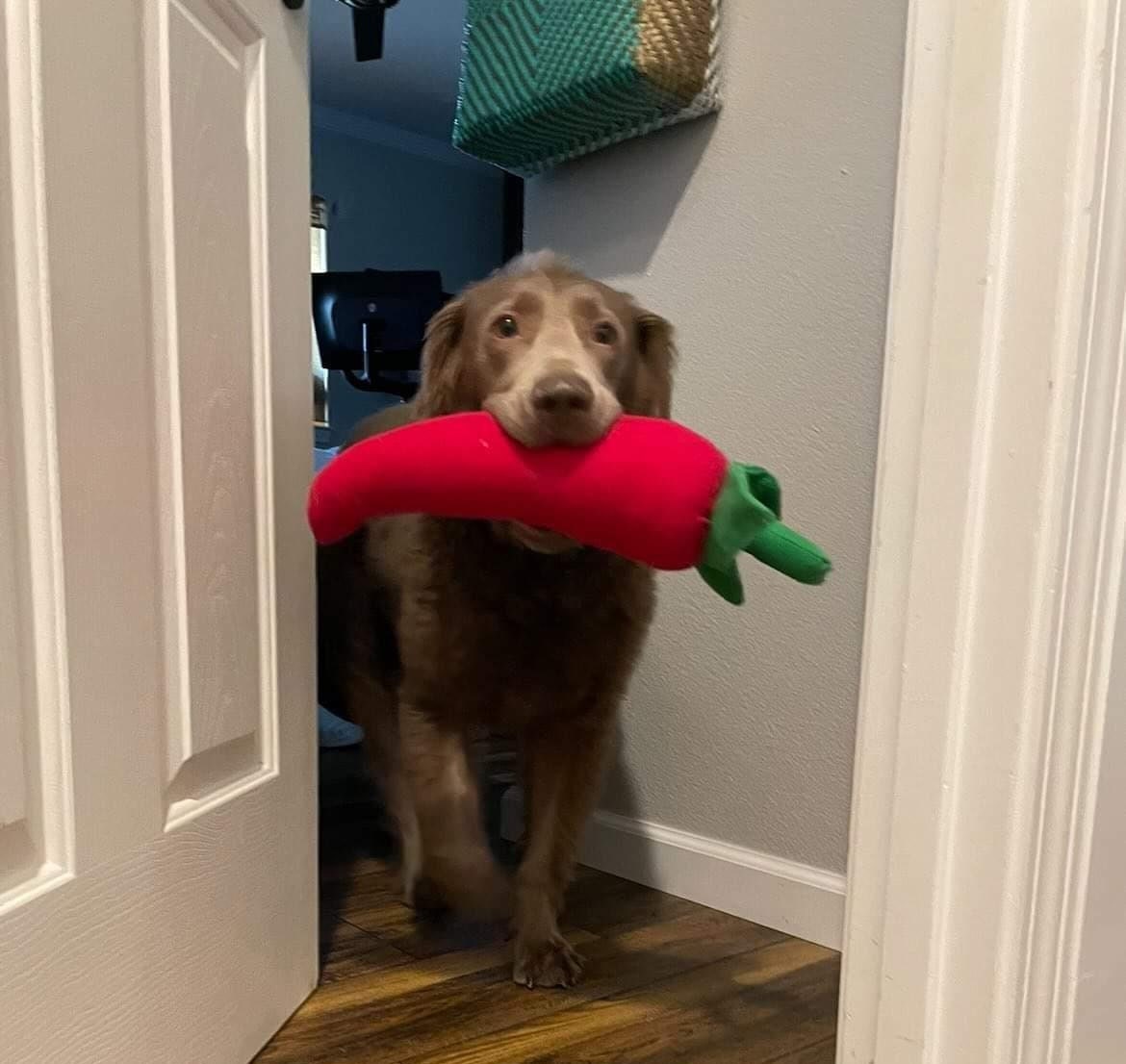 Handmade 15 Chile Pepper Dog Toy Stuffed Plush Toy Etsy