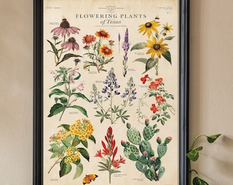 May include: A vintage botanical illustration poster featuring flowering plants of Texas. The poster is framed in black and features a variety of colorful flowers, including bluebonnets, Indian paintbrush, and prickly pear cactus.