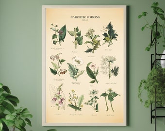 Stampa botanica vintage di piante velenose