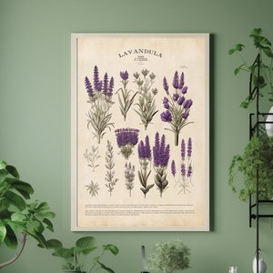 Vintage Lavendel Grafiek, Paarse Bloemen Print, Oude Botanische Poster, Floral Home Decor