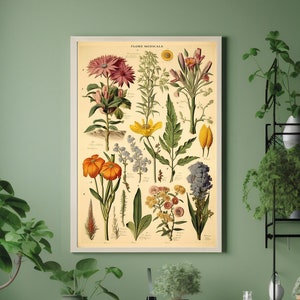 Medicinale planten grafiek, vintage geneeskrachtige planten afdrukken, botanische plant grafiek, oude boek plaat, keukenkruiden grafiek