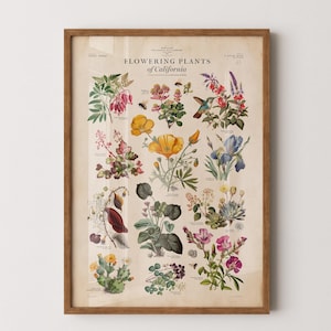 Impresión de plantas de California, póster de gráfico botánico, impresión de tipos de plantas de flora, impresión del estado de California, impresión de gráfico de plantas
