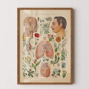 Vintage Flora Homöopatisches Bild - Heilpflanzen und Anatomie