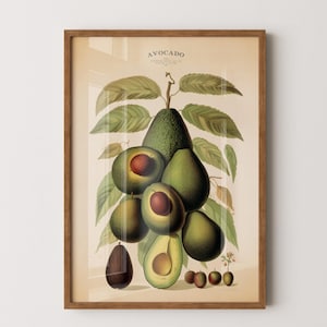 impression de fruit d'avocat vintage, affiche d'avocat, affiche botanique, art mural de cuisine