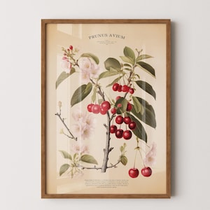 impression de cerisier vintage, affiche botanique pour la cuisine