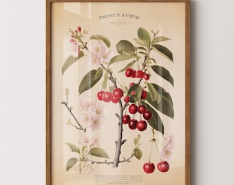 Vintage cherry print, botanical poster for kitchen