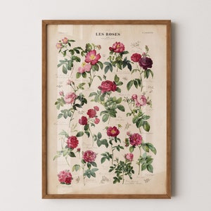Vintage botanische rozenprint, rozen kunst aan de muur, vintage bloem poster grafiek, tuincadeau, rozen kunst aan de muur, Franse illustratie, rozen grafiek