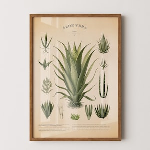 Vintage aloe vera print, Botanical plant poster