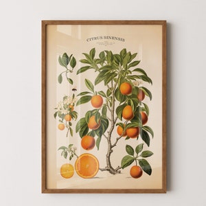 Vintage oranje print, botanische grafiek sinaasappelboom Florida, antieke citrus muurkunst, decor boerderij keuken