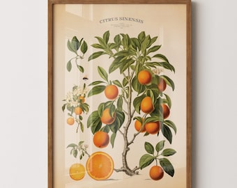 May include: A vintage botanical illustration of a citrus sinensis tree with ripe orange fruit and white blossoms. The illustration is framed in a light brown wood frame.