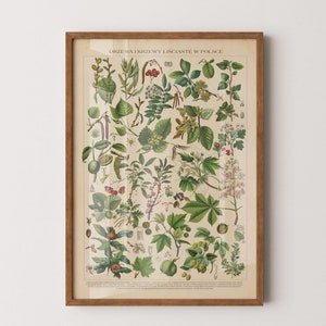 Arbres et arbustes de Pologne, carte botanique de style vintage