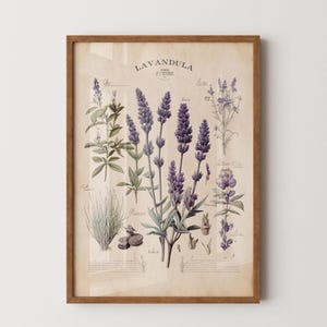 Vintage lavendelkaart, paarse bloemenprint, oude botanische poster, bloemen woondecoratie