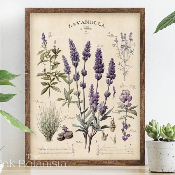 Vintage lavender print, herbs poster, botanical poster, kitchen wall art, lavender types chart, antique style french plants print