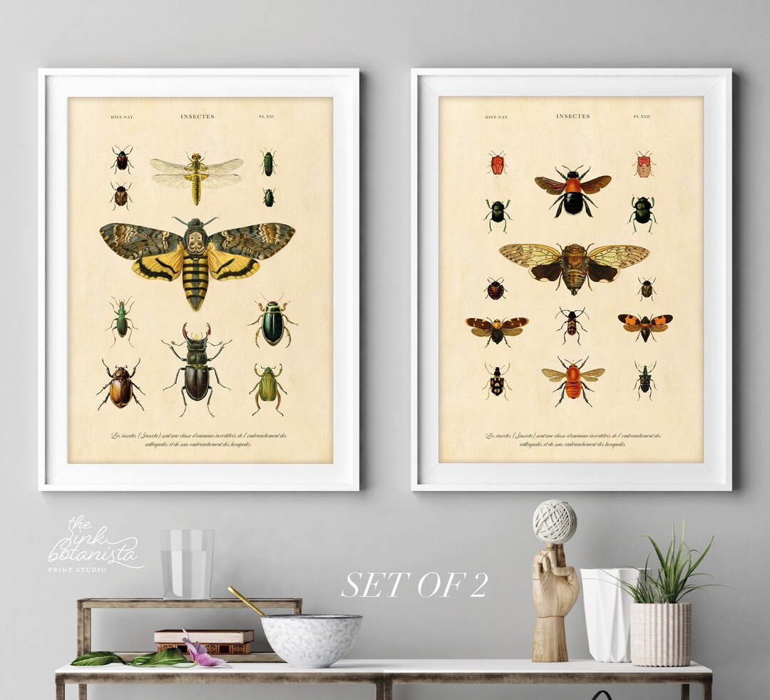 Set of 2 Vintage Insects Illustration Print, Antique Style Moths Poster ...