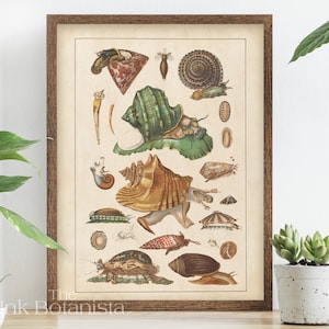 Può includere: Un'illustrazione vintage di varie conchiglie, tra cui una grande conchiglia, una conchiglia a spirale e diverse conchiglie più piccole. L'illustrazione è in una cornice marrone e ha uno sfondo crema.