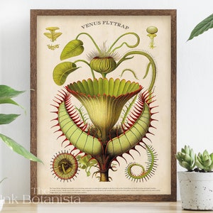Vintage Venusfliegenfalle, Pflanzenposter, botanisches Poster, ungewöhnliche Pflanzenkarte, botanischer Druck, fleischfressende Pflanzenkunst