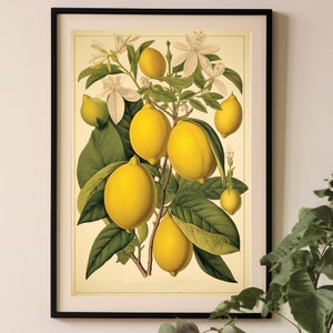 impression de citron vintage, impression botanique de cuisine, affiche de tableau de fruits, décor rustique