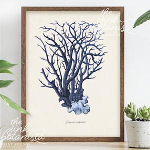 Pôster de coral azul vintage, impressão de gráfico de placa botânica, arte de parede de coral azul, placa de livro de estilo antigo, impressão de ilustração de coral do mar