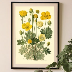 Vintage boterbloem print, keuken grafiek poster, botanische boek plaat decor, kunst aan de muur keuken, oude botanische grafiek, gele bloemen print