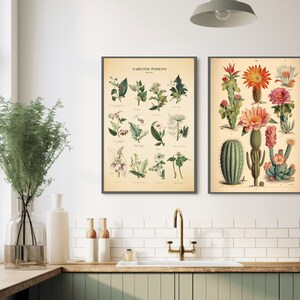 May include: Two vintage botanical prints, one titled "NARCOTIC POISONS" with illustrations of various plants, and the other featuring a variety of cacti with pink and orange flowers.
