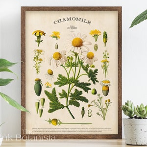 Kamillenposter, Kräuterposter, Kräuterposter, Küchenposter, Kamillenposter, Kamillenposter, Kamillenposter, weiß geblümt