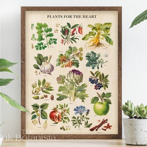 Plantas para o gráfico do coração, impressão de ervas botânicas, impressão de cozinha, tabela de tipos de ervas, impressão de saúde cardiovascular, tabela de saúde, nutricionista