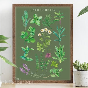 Küchenkräuter Poster, Kräuter Poster, Kräuter Poster, Kräuter Arten Poster, Kräuter Arten Poster, Garten Stil Heilpflanzen Poster