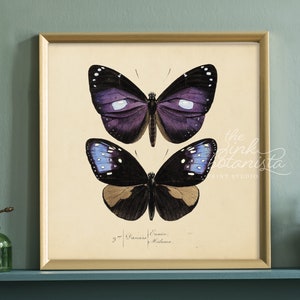 Cuadrado de impresión de mariposa vintage, rectángulo de impresión botánica, cartel de mariposa púrpura, impresión de insectos antiguos, decoración de la sala de estar, arte de la pared de la naturaleza
