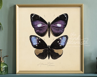 Vintage Butterfly Print: Botanical Insect Art, Living Room Decor