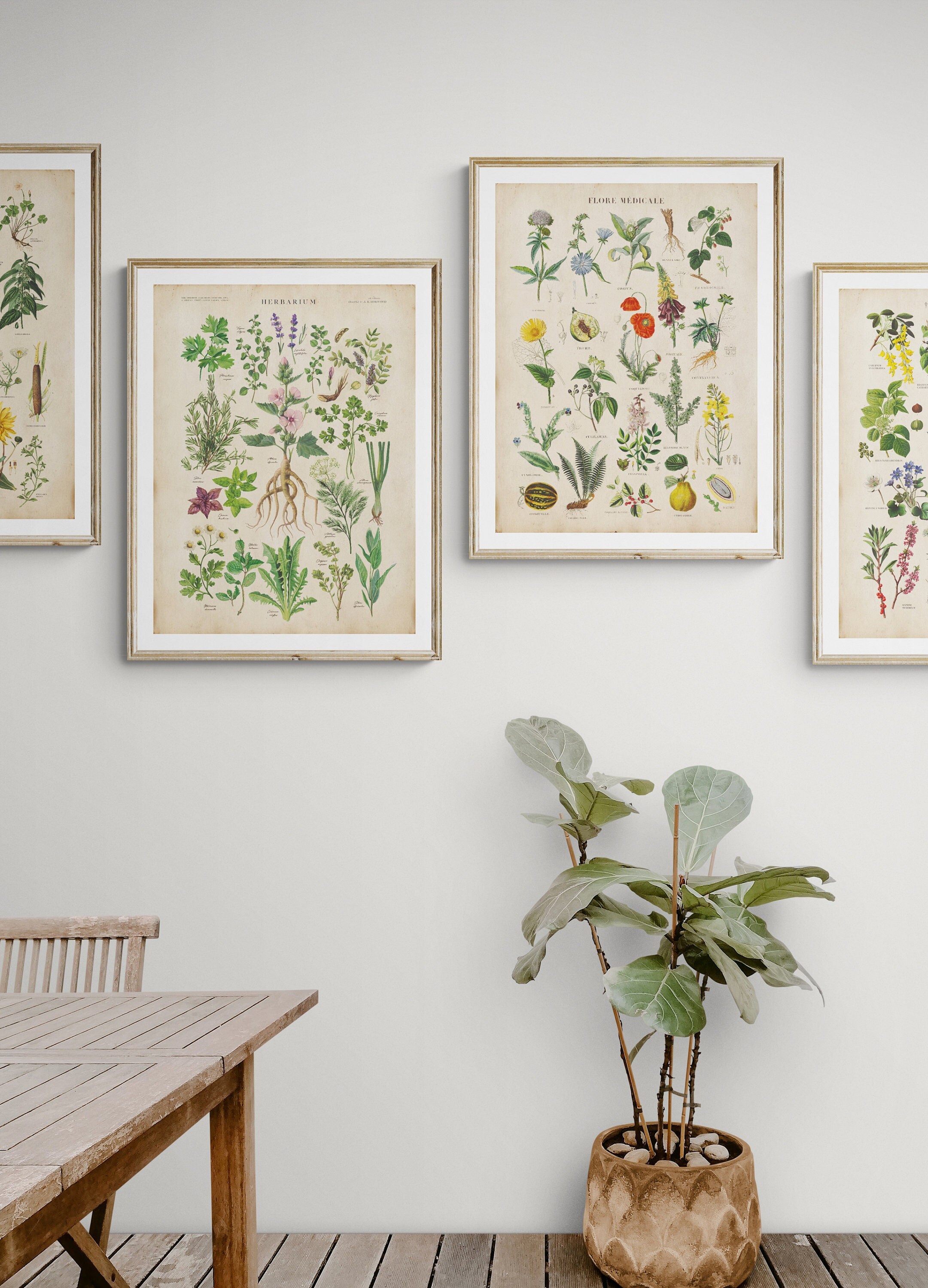 Vintage Herbs Print Set: Antique Botanical Kitchen Wall Art - Etsy