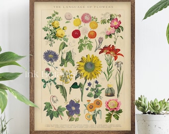 Vintage Botanical Print: Language of Flowers Chart