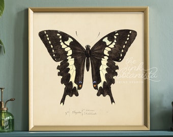 Vintage Butterfly Print: Botanical Insect Wall Art