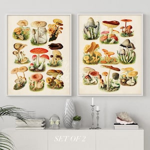 Mushroom Print Set: Antique Style Fungus Botanical Illustration